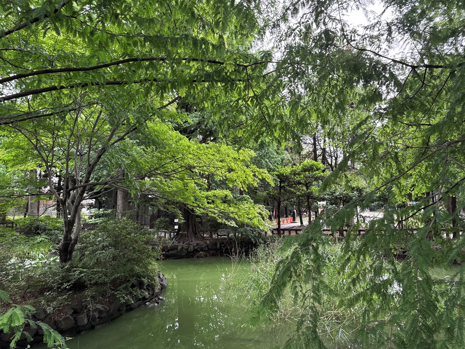 Inokashira Park, Tokyo
