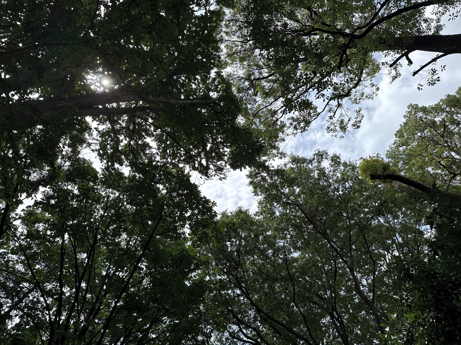 Inokashira Park, Tokyo