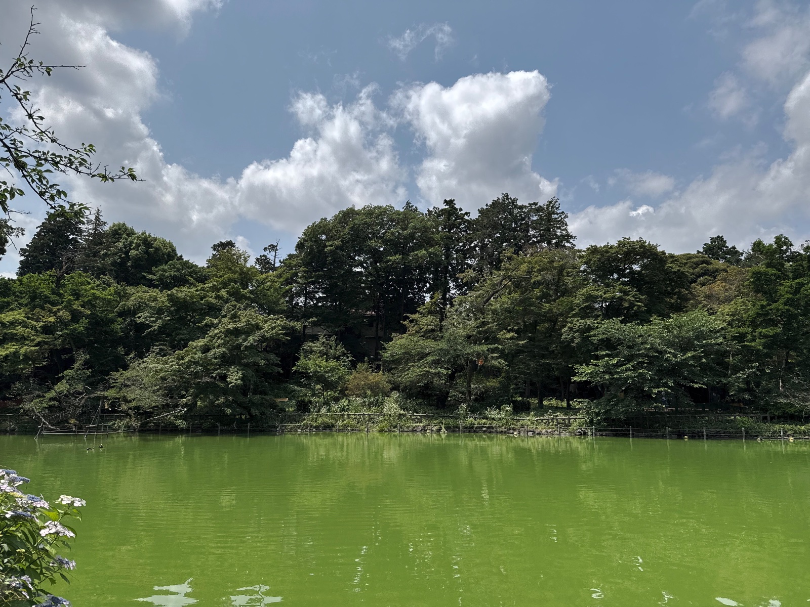 Inokashira Park, Tokyo