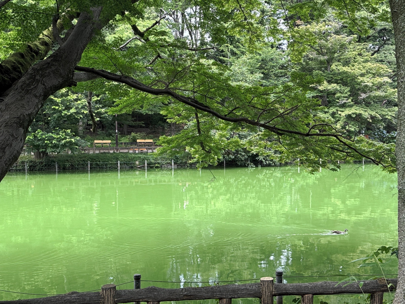 Inokashira Park, Tokyo