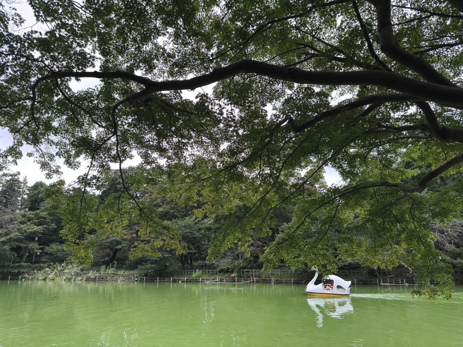 Inokashira Park, Tokyo