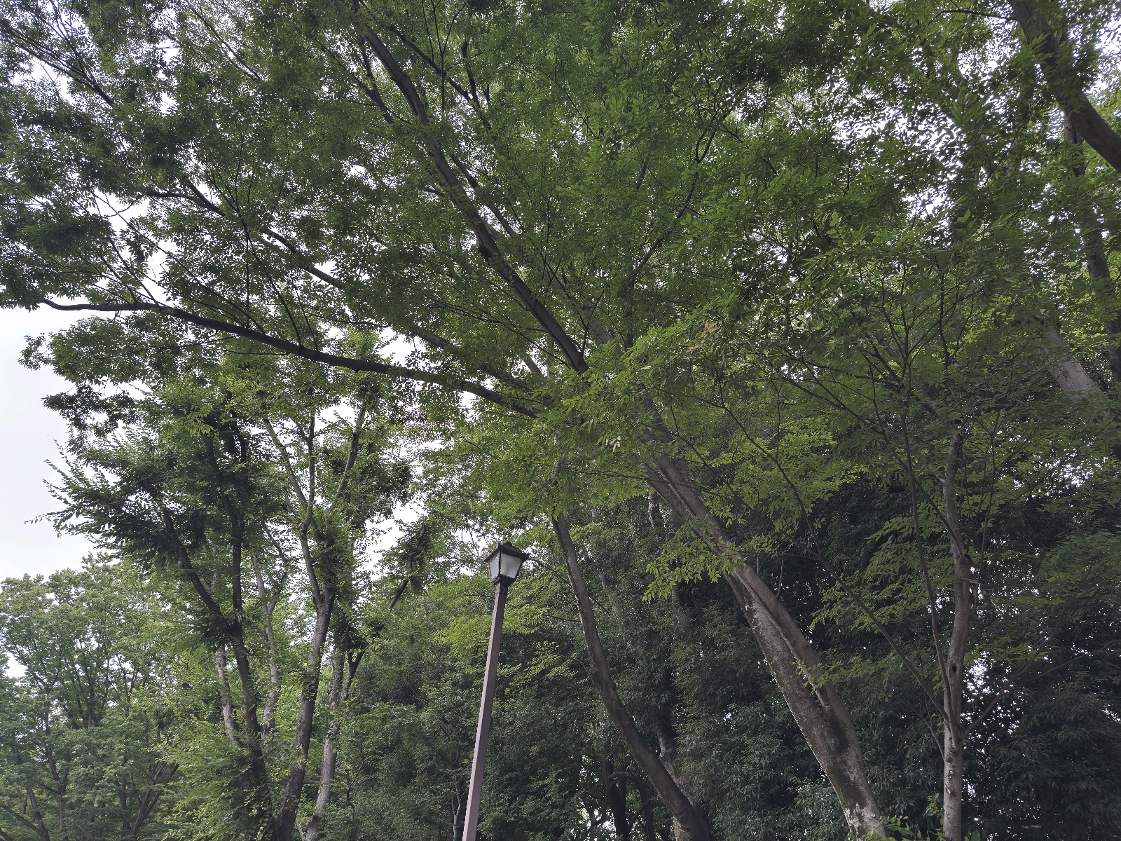 Inokashira Park, Tokyo
