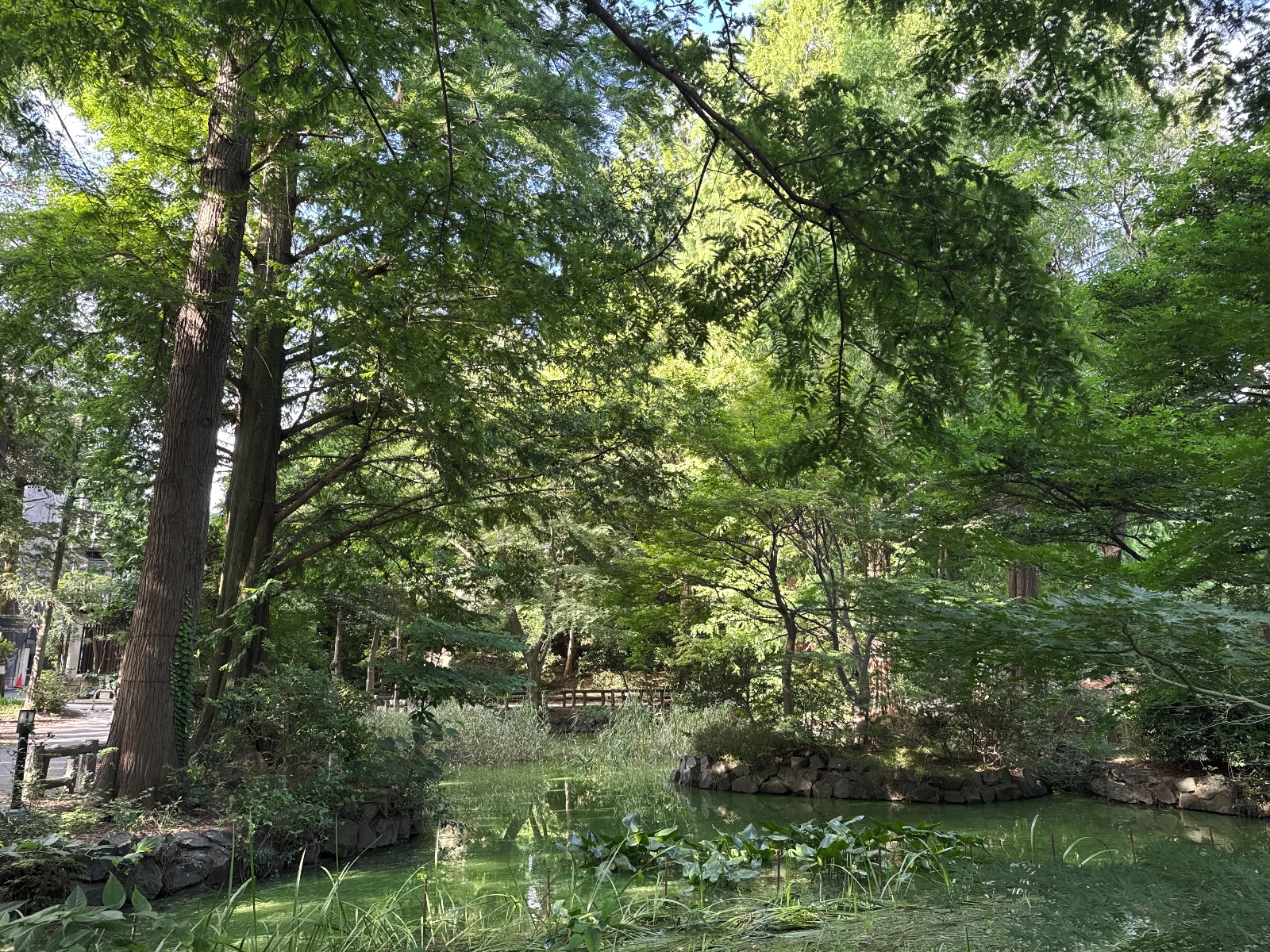 Inokashira Park, Tokyo