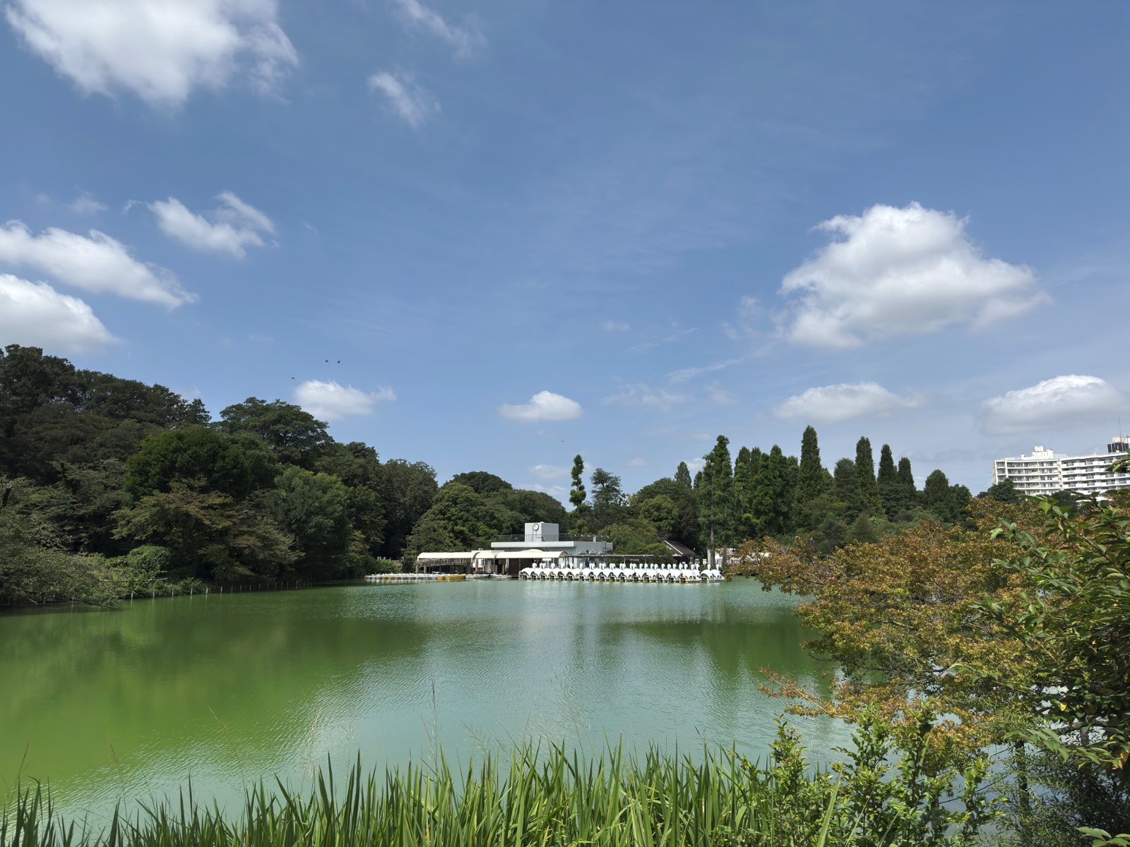 Inokashira Park, Tokyo