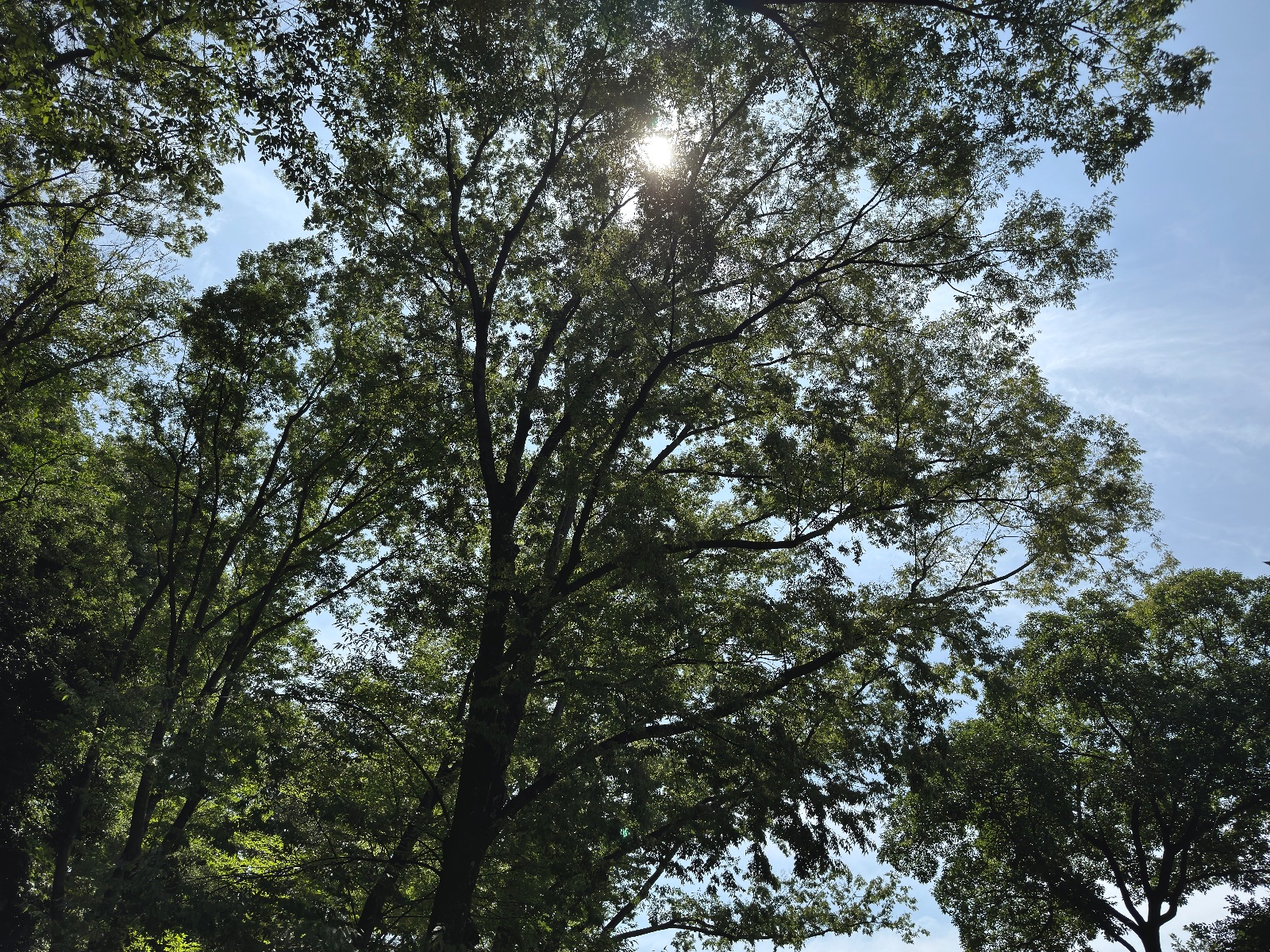Inokashira Park, Tokyo