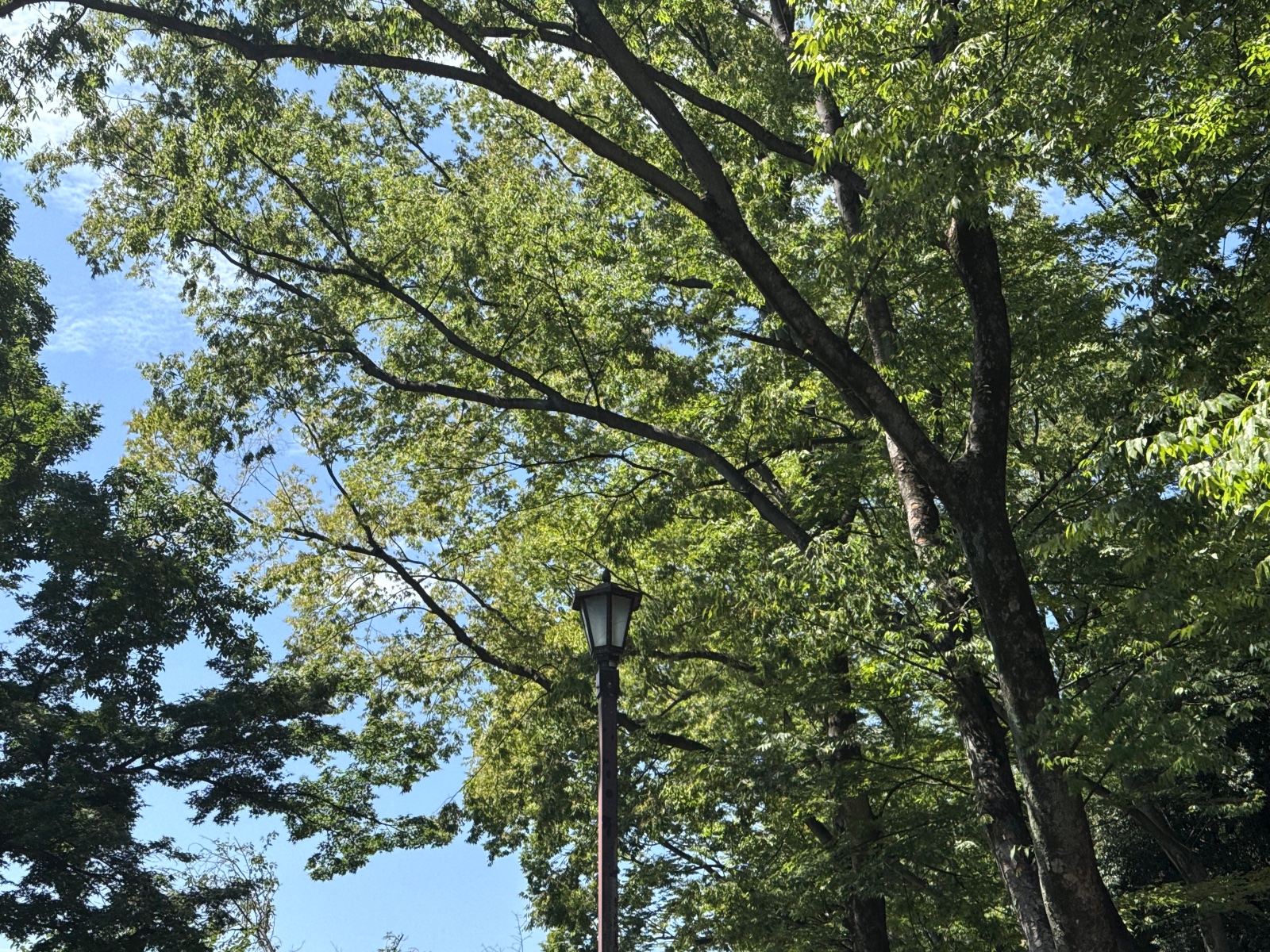 Inokashira Park, Tokyo