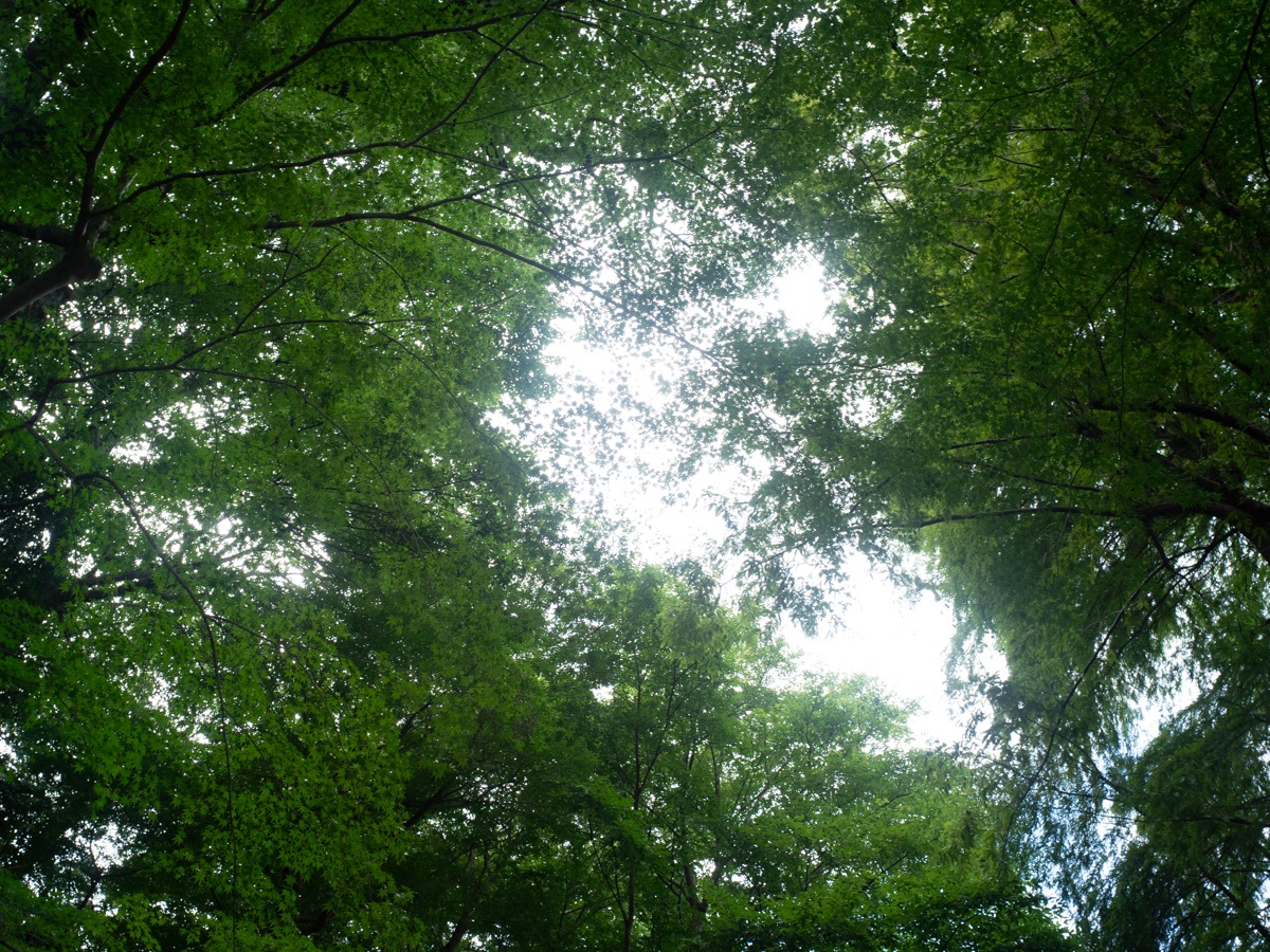 Inokashira Park, Tokyo