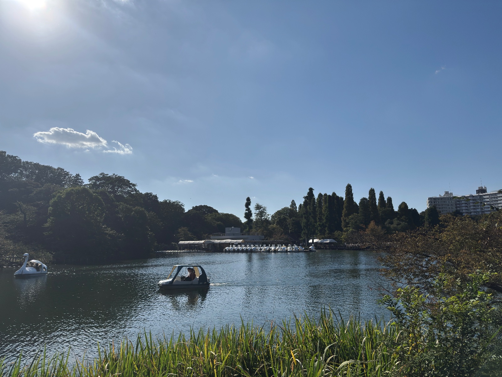 Inokashira Park, Tokyo